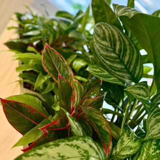 London_plant_tambour_unit_