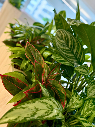 London_plant_tambour_unit_