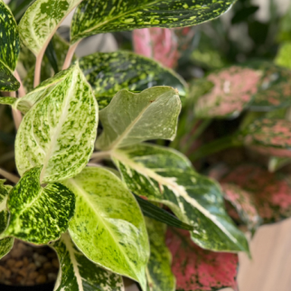 aglaonema_pink_tambour