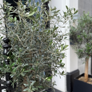 london_plant_olive